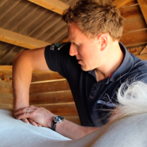 Equine Performance Physio