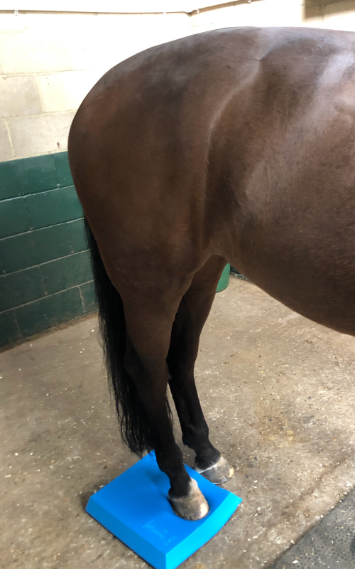 Equine Performance Physio