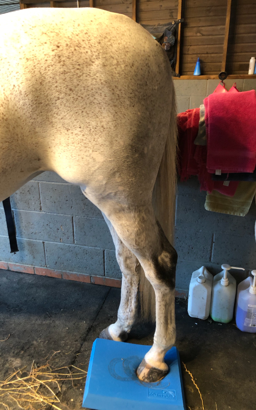 Equine Performance Physio